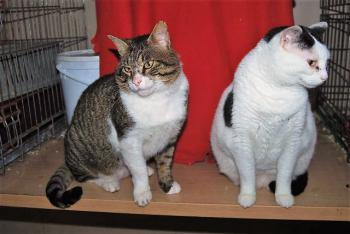 Smudge Bild von Smudge