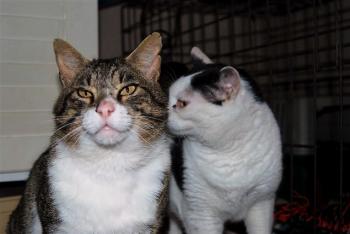 Smudge Bild von Smudge