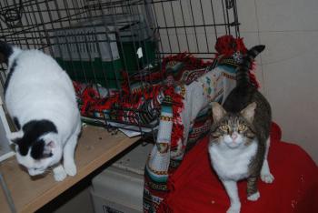 Smudge Bild von Smudge