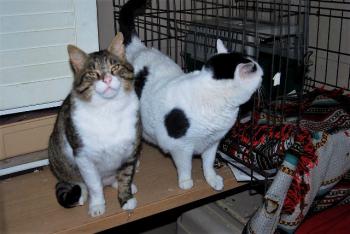 Smudge Bild von Smudge