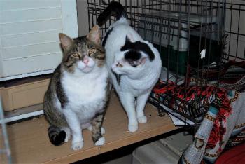 Smudge Bild von Smudge