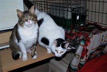 Smudge Bild von Smudge