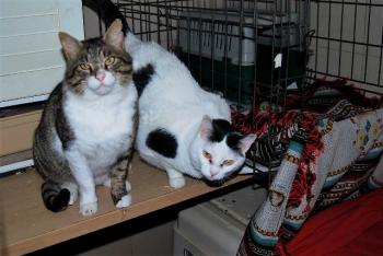 Smudge Bild von Smudge