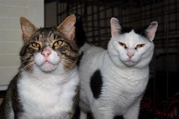 Smudge Bild von Smudge