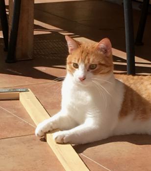Tico Bild von Tico