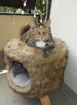 Silwa Bild von Silwa