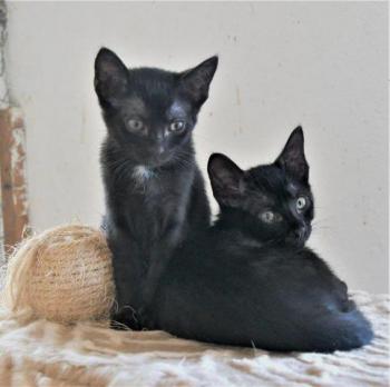 Baccio Bild von Baccio