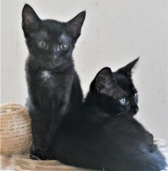 Baccio Bild von Baccio