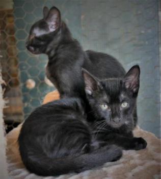 Baccio Bild von Baccio