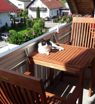 Derek Bild von Derek