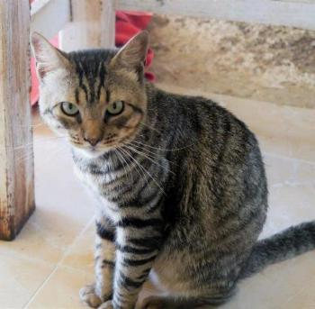 Duke Bild von Duke