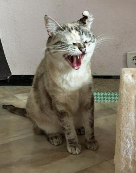 Saré Bild von Saré