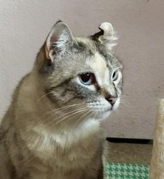 Saré Bild von Saré