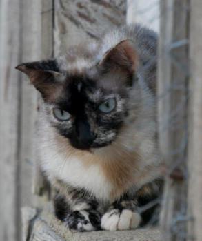 Cosette Bild von Cosette