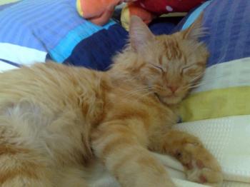 Garfield Bild von Billy
