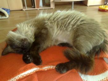 Shary Bild von Snowy