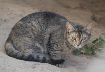 Bischou Bild von Bischou