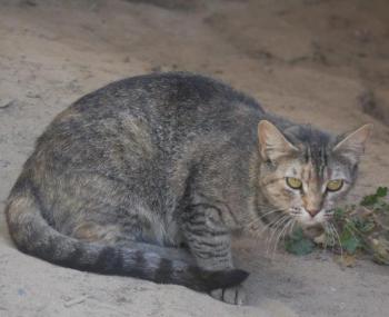 Bischou Bild von Bischou