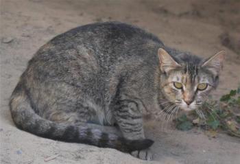 Bischou Bild von Bischou