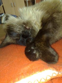 Shary Bild von Snowy