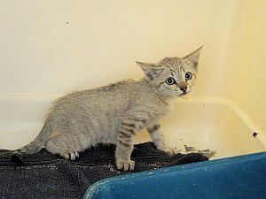 Sasha Bild von Sasha