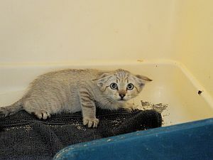 Sasha Bild von Sasha