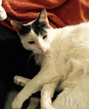 Bild von Pussy