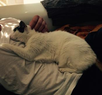 Bild von Pussy