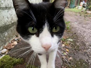 Ashira Bild von Ashira