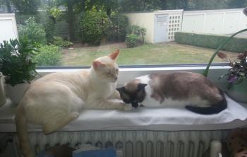 Maurice Bild von Maurice