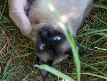 Bijou Bild von Bijou