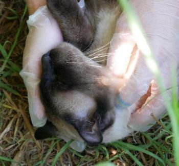 Bijou Bild von Bijou