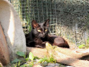 Mafi Bild von Mafi
