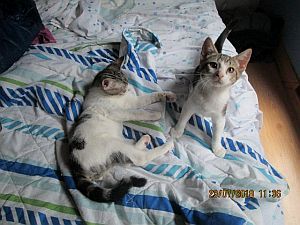 Dinky Bild von Dinky