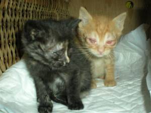 Sanson+Dalila Bild von Dalila