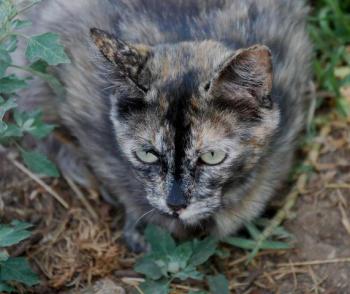 Tabita Bild von Tabita