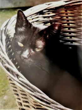 Bashira Bild von Bashira