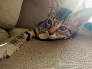 Kira Bild von Kira
