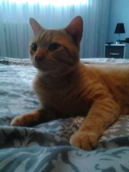 Garfield Bild von Garfield