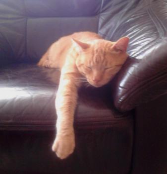Garfield Bild von Garfield