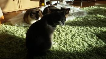 Bild von Peyo