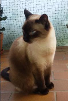 Bild von Marisol