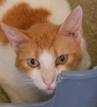 Salomé Bild von Salomé