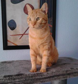 Garfield Bild von Garfield