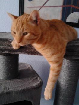 Garfield Bild von Garfield