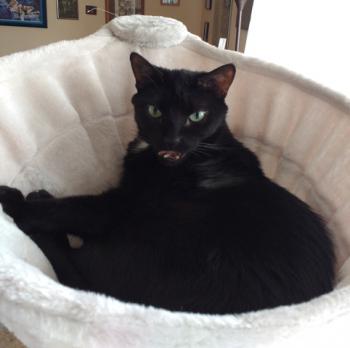 Blacky Bild von Blacky