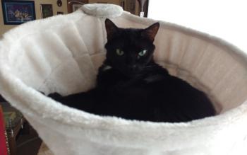 Blacky Bild von Blacky