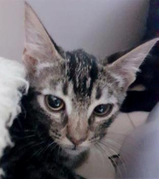 Chip Bild von Chip