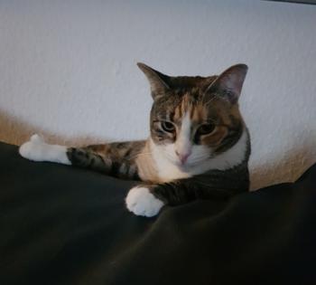 Amaral Bild von Amaral