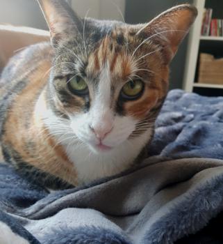 Amaral Bild von Amaral